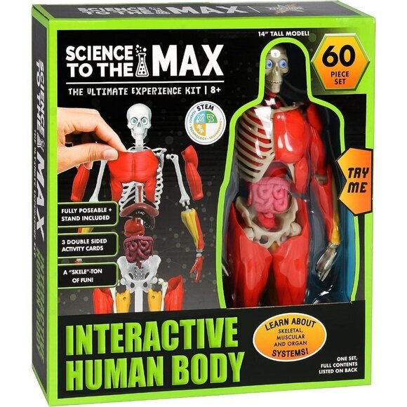 14” Tall 60 Piece Fully Poseabl Removable Muscles Organs Interactive Hum… - Picture 2 of 7